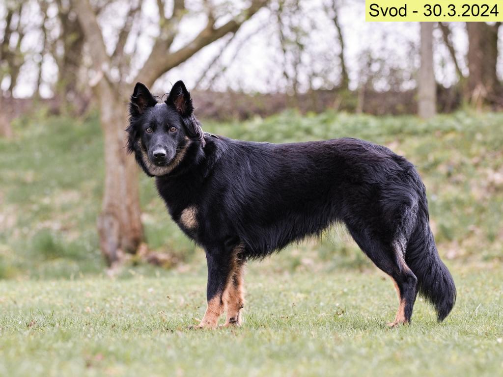 Vali na svodu Chodských psů